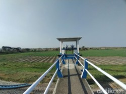 Kemarau Panjang, Waduk Sumberkepuh Nganjuk Disulap Jadi Lahan Pertanian
