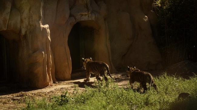 3 Bayi Harimau Sumatera Lahir di Yunani Jalani Vaksinasi