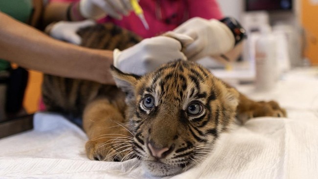 3 Bayi Harimau Sumatera Lahir di Yunani Jalani Vaksinasi