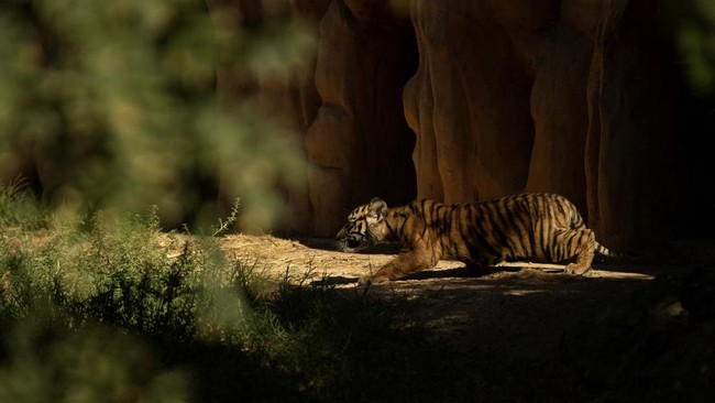 3 Bayi Harimau Sumatera Lahir di Yunani Jalani Vaksinasi