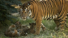 3 Bayi Harimau Sumatera Lahir di Yunani Jalani Vaksinasi