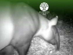 Kabar Baik! Kamera Trap Rekam 2 Ekor Tapir di Lampung