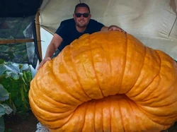 Bukan Sulap! Labu Ini Bertambah 18 Kg dalam Semalam hingga Capai 544 Kg