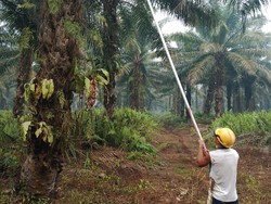 Buruh Sawit Terpapar Kabut Asap, FSBKS Kalbar Minta Perusahaan Lebih Peduli