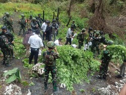 TNI Musnahkan 1.347 Batang Ganja Hasil Budidaya OPM di Pegunungan Bintang
