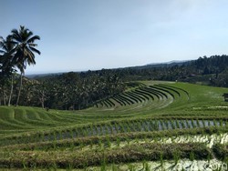 Kemarau Mengancam, 5.000 Hektare Sawah di Tabanan Tercover Asuransi