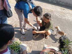 15 Warga Mataram Digigit Anjing, Semua Kasus Negatif Rabies