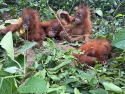 Geger 5 Bayi Orang Utan Ditemukan di India, Diduga Korban Perdagangan Satwa