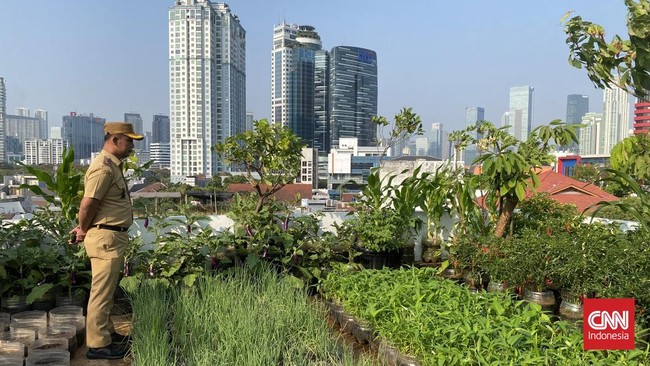 Urban farming di Jakarta berkembang di tengah belantara beton metropolitan. Kisah warga yang a kreatif memanfaatkan lahan terbatas untuk bertani di tengah kota.