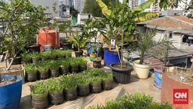 Urban farming di Jakarta berkembang di tengah belantara beton metropolitan. Kisah warga yang a kreatif memanfaatkan lahan terbatas untuk bertani di tengah kota.