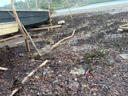 200 Mangrove Diduga Ditebang di Anambas, Polisi Selidiki