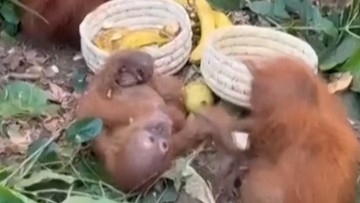 Anak Orang Utan Ditemukan di Hutan India Diduga Perdagangan Ilegal