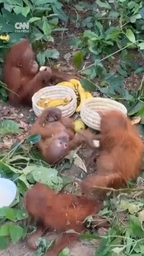Penduduk distrik Balasore, negara bagian Odisha, India, menemukan lima bayi orang utan di hutan sekitar Desa Badapai pada Selasa (8/9).