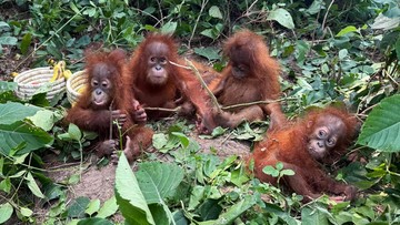 Kenapa Bayi-bayi Orang Utan Bisa Berada di Hutan India?