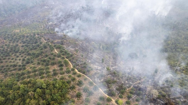 Karhutla di Tahura Jambi Meluas hingga 30 Hektare