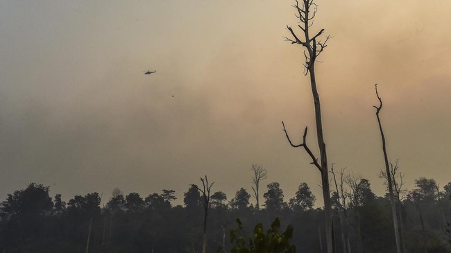 Karhutla di Tahura Jambi Meluas hingga 30 Hektare