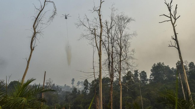 Karhutla di Tahura Jambi Meluas hingga 30 Hektare