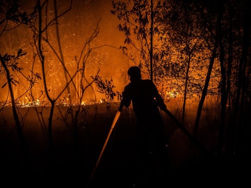 Relawan pemadam kebakaran berupaya memadamkan api yang membakar hutan dan lahan di Kecamatan Sebangau, Kota Palangka Raya, Kalimantan Tengah, Rabu (9/9/2026). Badan Nasional Penanggulangan Bencana (BNPB) mencatat kebakaran hutan dan lahan (karhutla)