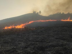 Dekat Bukit Teletubbies, Kebakaran Bromo Ternyata di Titik Sabana Ini