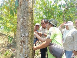 Mentan Turunkan Tim Ahli Tangani Kaji Gejala Bangkalan Durian Sulteng