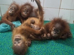 Misteri 5 Orang Utan di Hutan India, Perdagangan Satwa dari RI atau Malaysia?