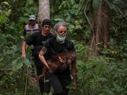 Terjebak di Kebun Warga Kayong Utara, 6 Orang Utan Diselamatkan