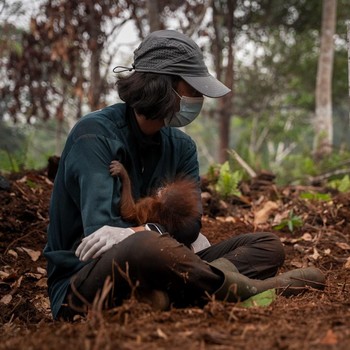 100 Satwa Dievakuasi dari Kebakaran Hutan, 8 di Antaranya Mati