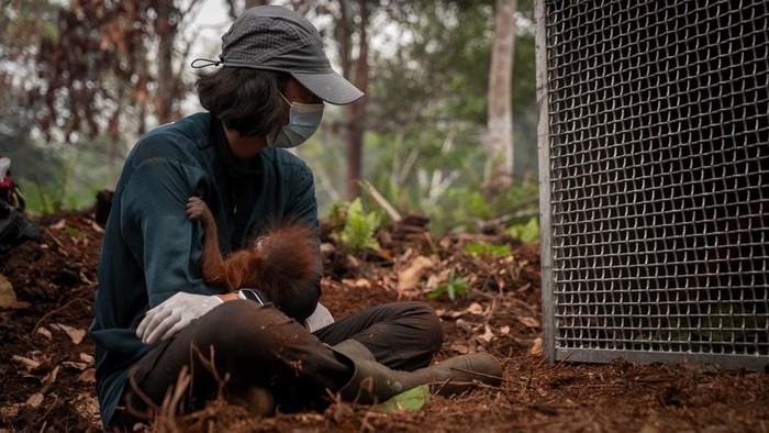 100 Satwa Dievakuasi dari Kebakaran Hutan, 8 di Antaranya Mati