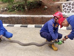 Kepanikan Saat King Kobra Bertamu ke UPTD Sapi Potong Ciamis
