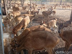 Kemarau Panjang Bikin Satwa TNBB Kekurangan Air, Petugas Rutin Isi Bak