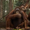 Tiga individu orang utan (Pongo pygmaeus) memakan buah-buahan di Sekolah Orang Utan Nyaru Menteng, Palangka Raya, Kalimantan Tengah, Kamis (10/9/2026). Balai Konservasi Sumber Daya Alam (BKSDA) Kalimantan Tengah bersama Yayasan Borneo Orangutan Survi