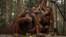 Tiga individu orang utan (Pongo pygmaeus) memakan buah-buahan di Sekolah Orang Utan Nyaru Menteng, Palangka Raya, Kalimantan Tengah, Kamis (10/9/2026). Balai Konservasi Sumber Daya Alam (BKSDA) Kalimantan Tengah bersama Yayasan Borneo Orangutan Survi