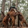 Pengasuh memberikan susu kepada sejumlah individu orang utan (Pongo pygmaeus) di Sekolah Orang Utan Nyaru Menteng, Palangka Raya, Kalimantan Tengah, Kamis (10/9/2026). Balai Konservasi Sumber Daya Alam (BKSDA) Kalimantan Tengah bersama Yayasan Borneo