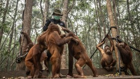 Pengasuh memberikan susu kepada sejumlah individu orang utan (Pongo pygmaeus) di Sekolah Orang Utan Nyaru Menteng, Palangka Raya, Kalimantan Tengah, Kamis (10/9/2026). Balai Konservasi Sumber Daya Alam (BKSDA) Kalimantan Tengah bersama Yayasan Borneo