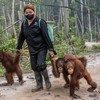 Tiga individu orang utan (Pongo pygmaeus) mengikuti pengasuhnya di Sekolah Orang Utan Nyaru Menteng, Palangka Raya, Kalimantan Tengah, Kamis (10/9/2026). Balai Konservasi Sumber Daya Alam (BKSDA) Kalimantan Tengah bersama Yayasan Borneo Orangutan Sur