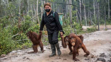 Puluhan Orang Utan Diselamatkan dari Karhutla di Indonesia