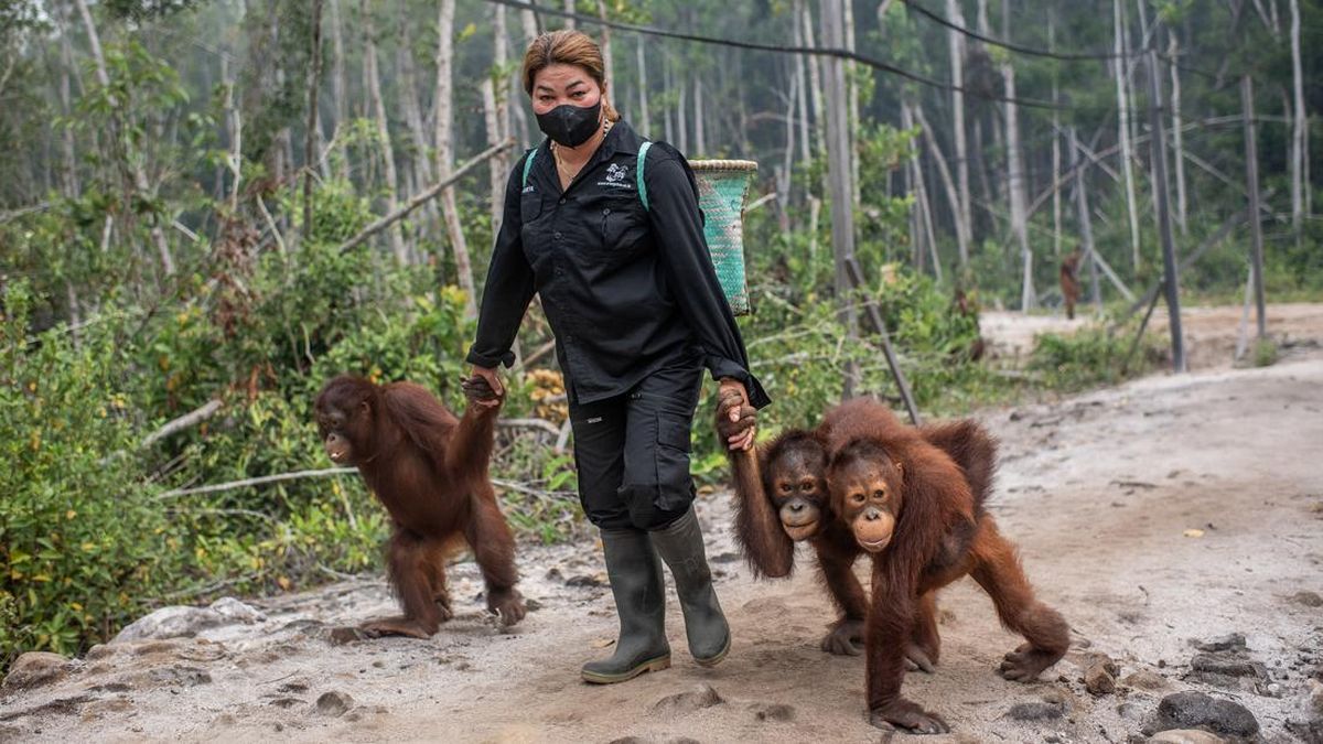 Dutzende Tibeans aus Karhutla in Indonesien gerettet