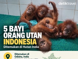 Sejumlah Fakta Bayi Orang Utan Diduga Asal Sumatra Terdampar di India