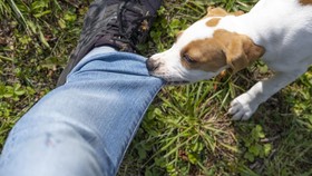 Ada beberapa langkah pertolongan pertama digigit anjing yang bisa kamu lakukan. Jangan panik dan segera amankan diri dari anjing yang menggigit.