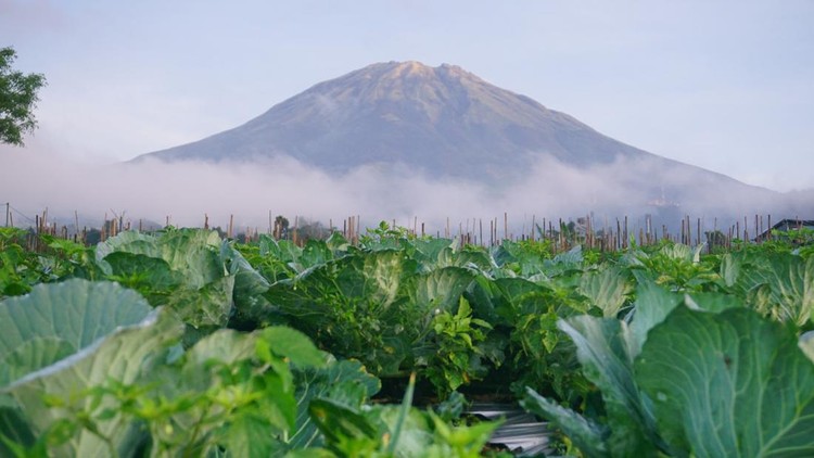 cabbage plants on the plantation with mountain on the background - organic vegetable plantation