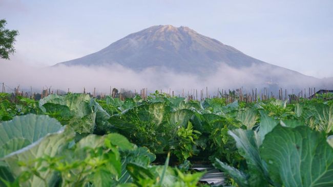 Benarkah Abu Vulkanik Bisa Bikin Makin Tanaman Subur? Begini Kata Pakar