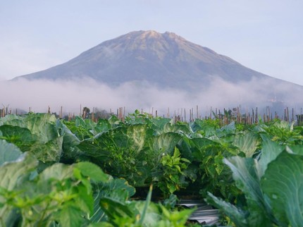 Benarkah Abu Vulkanik Bisa Bikin Makin Tanaman Subur? Begini Kata Pakar