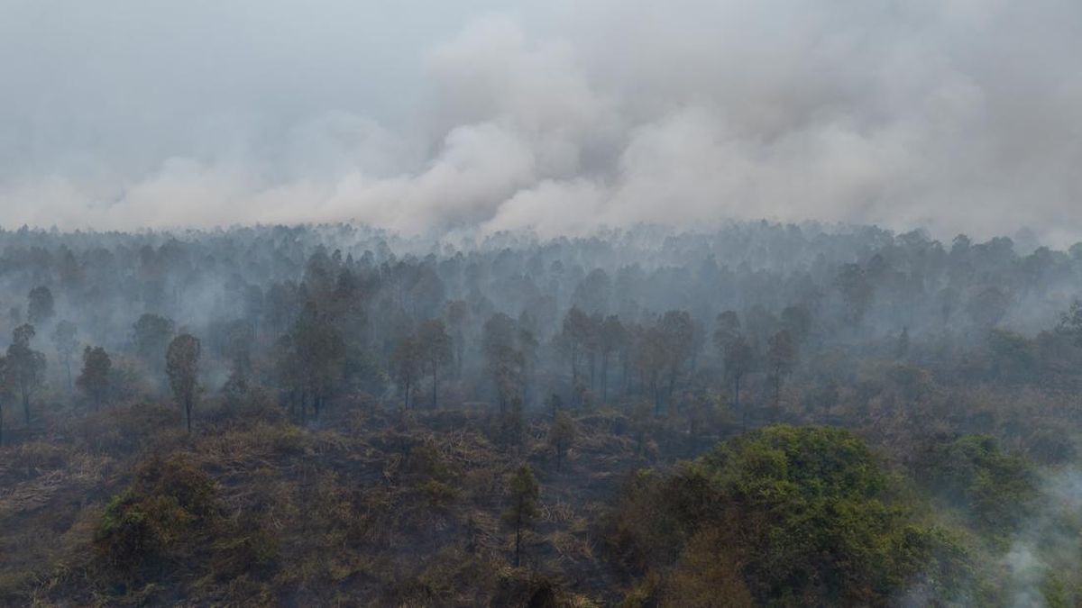 Karhutla Melanda 10 Distrik di Merauke, 63 Hektare Lahan Terbakar