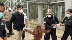 Wakil Presiden RI Gibran Rakabuming Raka mengunjungi Pusat Rehabilitasi Orangutan Nyaru Menteng yang dikelola Borneo Orangutan Survival Foundation (BOSF) di Palangka Raya, Kalimantan Tengah, Kamis (10/9).