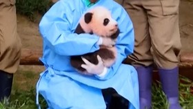 thumbnail video panda