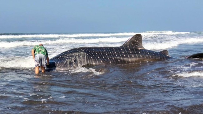 Seekor hiu paus ditemukan terdampar di Pantai Pengeragoan, Banjar Pengeragoan Dauh Tukad, Desa Pengeragoan, Kecamatan Pekutatan, Kabupaten Jembrana, Bali, pada Sabtu (12/9).