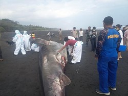 Hiu Paus 8 Meter Terdampar Mati di Jembrana Dikubur