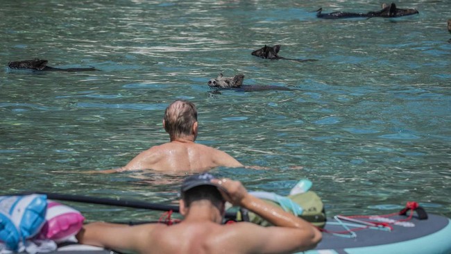 Di pulau kecil Atokos, Yunani, wisatawan bisa berenang bersama kawanan babi hitam di pinggir pantai.