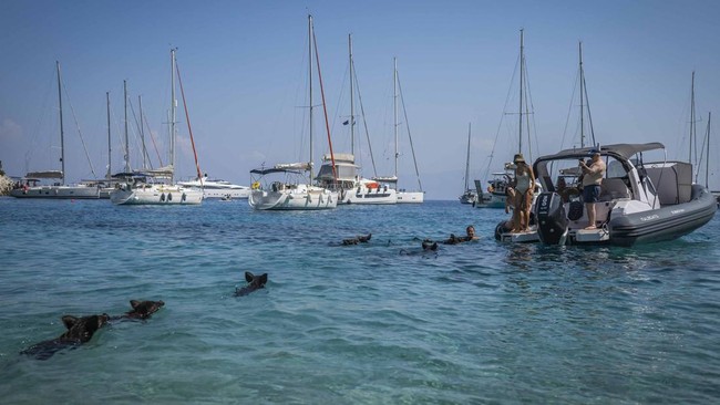 Di pulau kecil Atokos, Yunani, wisatawan bisa berenang bersama kawanan babi hitam di pinggir pantai.