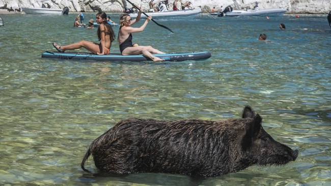 Di pulau kecil Atokos, Yunani, wisatawan bisa berenang bersama kawanan babi hitam di pinggir pantai.